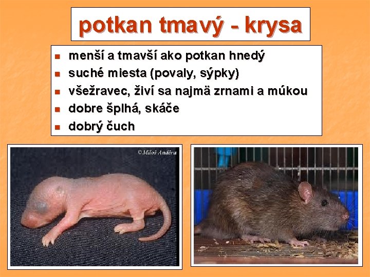 potkan tmavý - krysa n n n menší a tmavší ako potkan hnedý suché potkan tmavý - krysa n n n menší a tmavší ako potkan hnedý suché