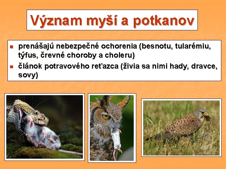 Význam myší a potkanov n n prenášajú nebezpečné ochorenia (besnotu, tularémiu, týfus, črevné choroby Význam myší a potkanov n n prenášajú nebezpečné ochorenia (besnotu, tularémiu, týfus, črevné choroby