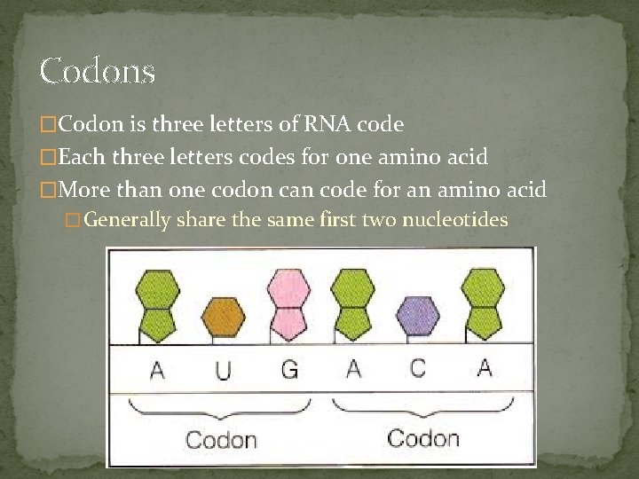 Codons �Codon is three letters of RNA code �Each three letters codes for one