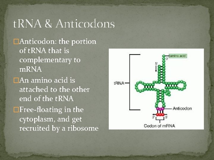 t. RNA & Anticodons �Anticodon: the portion of t. RNA that is complementary to