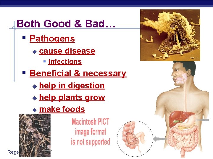 Both Good & Bad… § Pathogens u cause disease § infections § Beneficial &