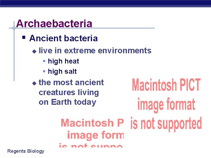 Archaebacteria § Ancient bacteria u live in extreme environments § high heat § high