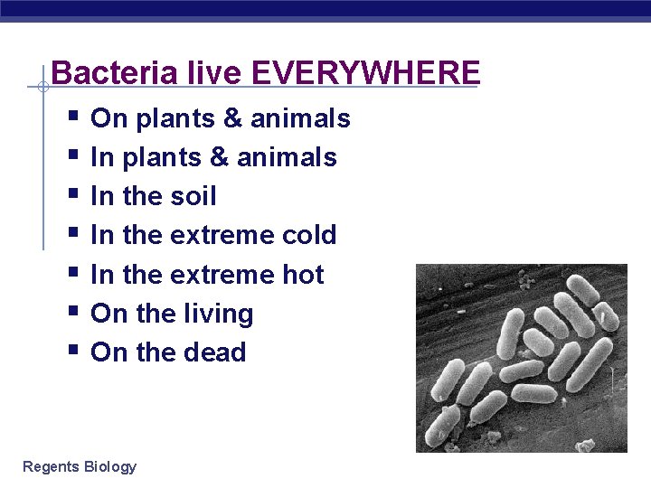 Bacteria live EVERYWHERE § On plants & animals § In the soil § In