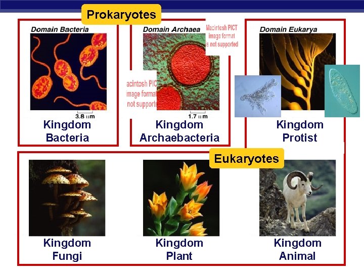 Prokaryotes Kingdom Bacteria Kingdom Archaebacteria Kingdom Protist Eukaryotes Kingdom Fungi Regents Biology Kingdom Plant
