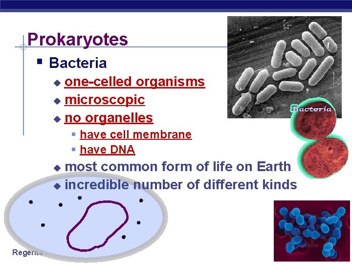 Prokaryotes § Bacteria one-celled organisms u microscopic u no organelles u § have cell