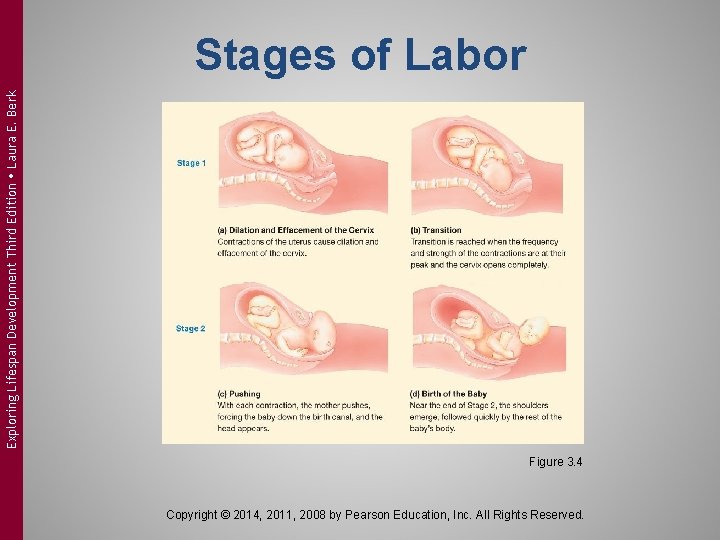 Exploring Lifespan Development Third Edition Laura E. Berk Stages of Labor Figure 3. 4