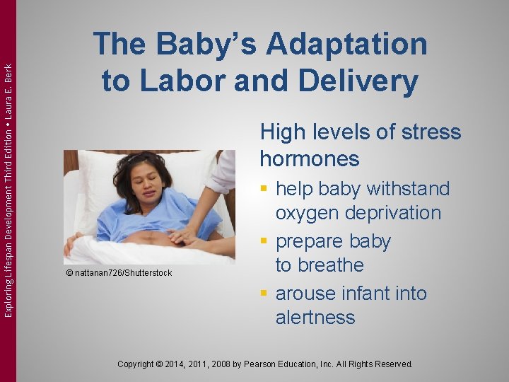 Exploring Lifespan Development Third Edition Laura E. Berk The Baby’s Adaptation to Labor and