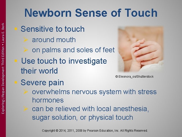 Exploring Lifespan Development Third Edition Laura E. Berk Newborn Sense of Touch § Sensitive