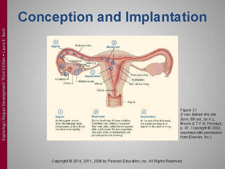 Exploring Lifespan Development Third Edition Laura E. Berk Conception and Implantation Figure 3. 1