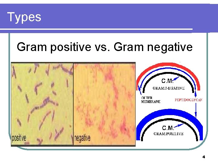 Types Gram positive vs. Gram negative 4 