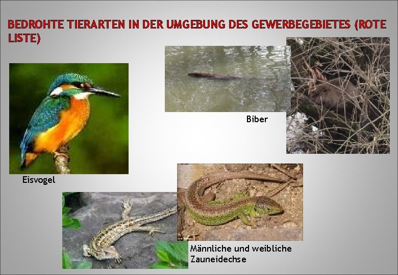 BEDROHTE TIERARTEN IN DER UMGEBUNG DES GEWERBEGEBIETES (ROTE LISTE) Biber Eisvogel Männliche und weibliche