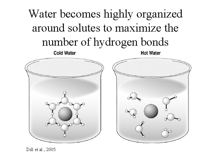 Water becomes highly organized around solutes to maximize the number of hydrogen bonds Dill