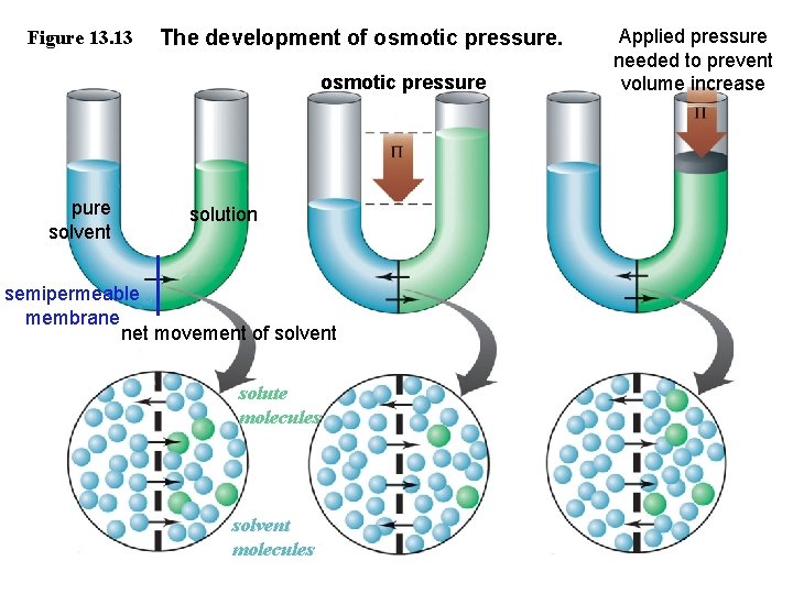 Figure 13. 13 The development of osmotic pressure pure solvent solution semipermeable membrane net