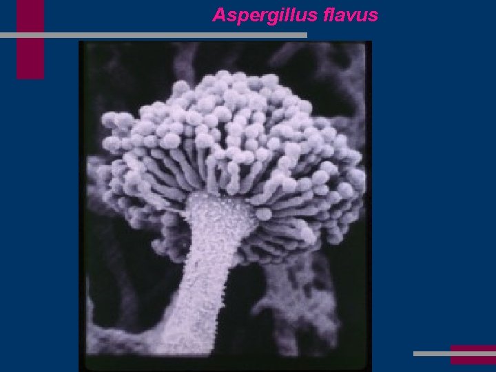 Aspergillus flavus 