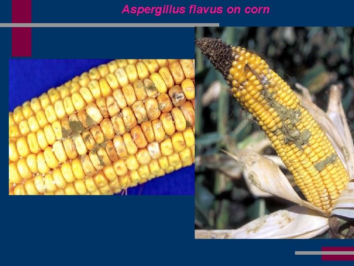 Aspergillus flavus on corn 