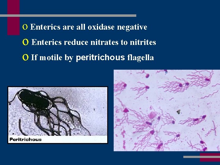 o Enterics are all oxidase negative o Enterics reduce nitrates to nitrites o If