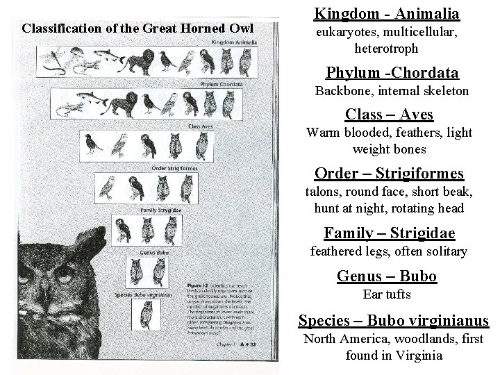 Classification of the Great Horned Owl Kingdom - Animalia eukaryotes, multicellular, heterotroph Phylum -Chordata