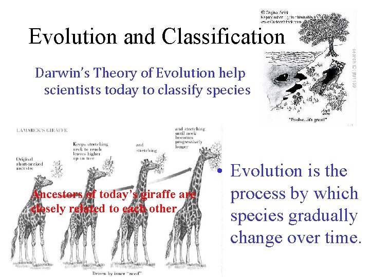 Evolution and Classification Darwin’s Theory of Evolution help scientists today to classify species Ancestors