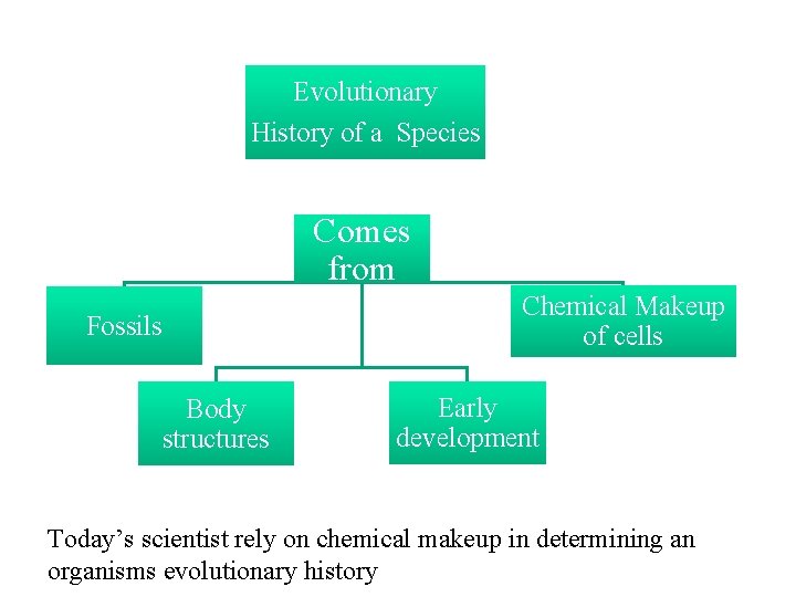 Evolutionary History of a Species Comes from Fossils Body structures Chemical Makeup of cells
