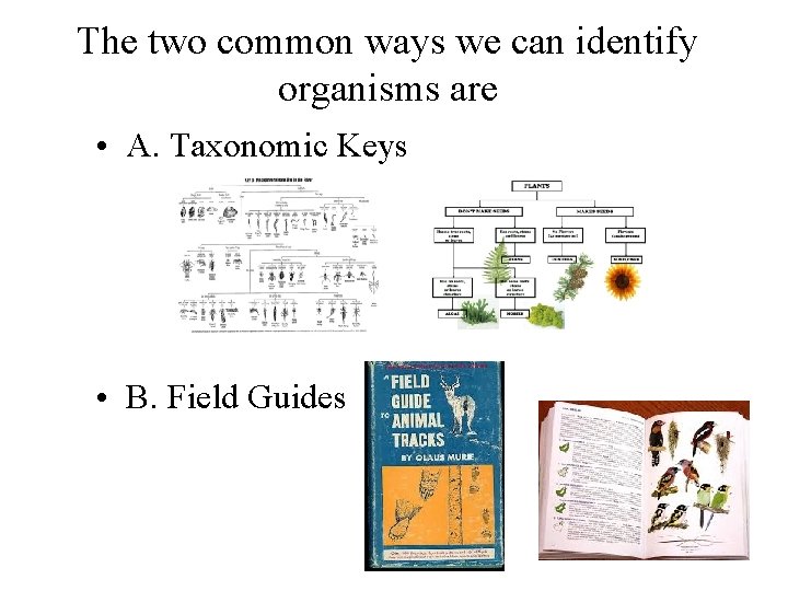 The two common ways we can identify organisms are • A. Taxonomic Keys •