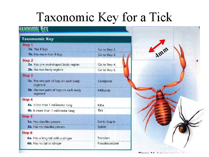 Taxonomic Key for a Tick 4 m m 