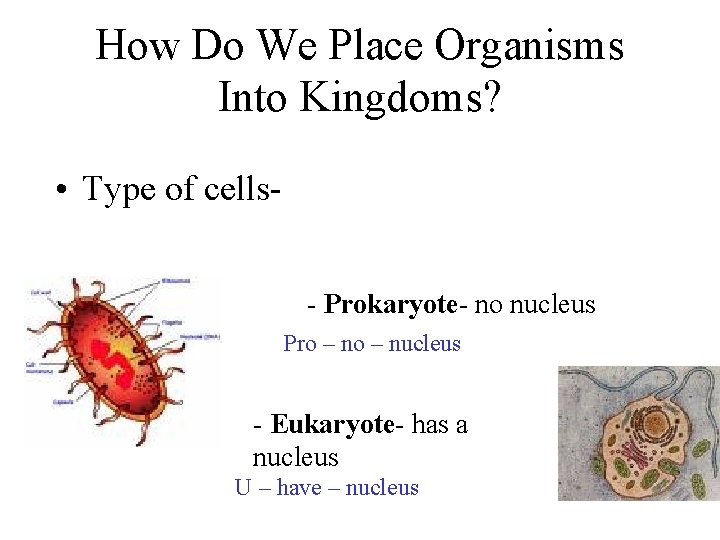 How Do We Place Organisms Into Kingdoms? • Type of cells- Prokaryote- no nucleus