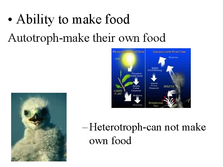  • Ability to make food Autotroph-make their own food – Heterotroph-can not make