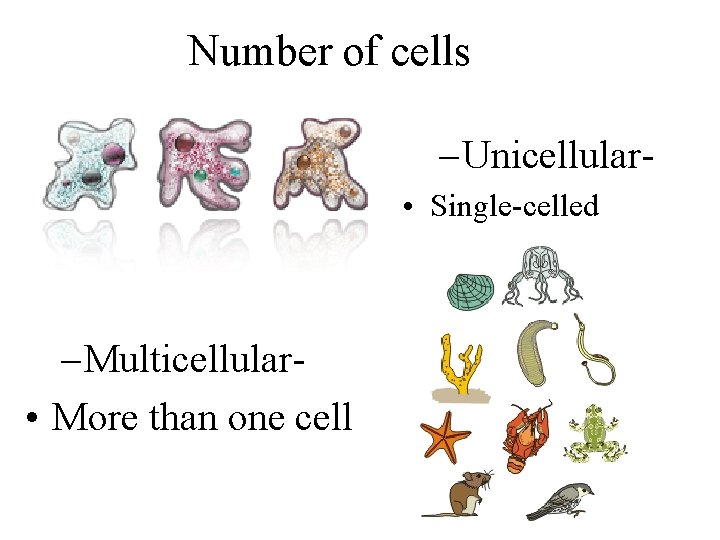 Number of cells – Unicellular • Single-celled – Multicellular • More than one cell
