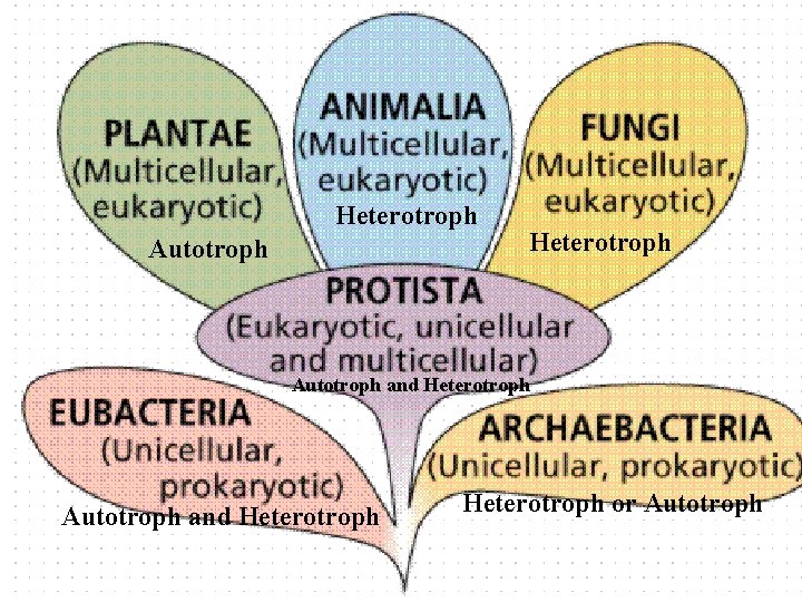 Heterotroph Autotroph and Heterotroph or Autotroph 