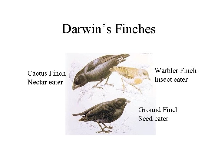 Darwin’s Finches Cactus Finch Nectar eater Warbler Finch Insect eater Ground Finch Seed eater
