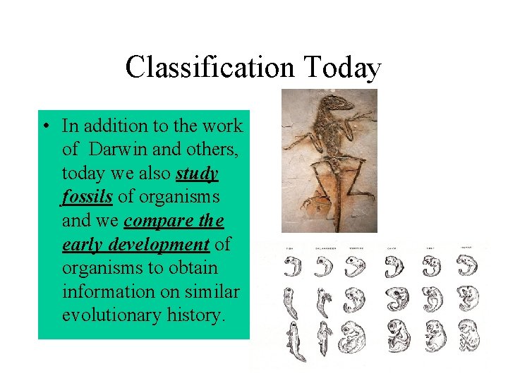 Classification Today • In addition to the work of Darwin and others, today we