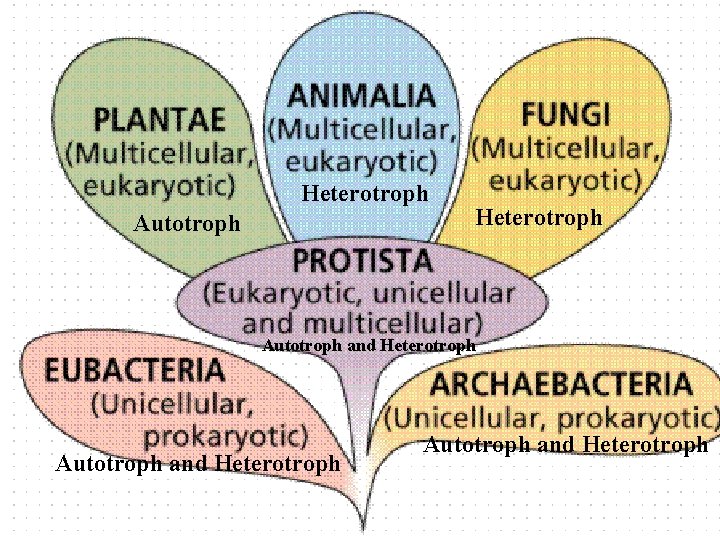 Heterotroph Autotroph and Heterotroph 