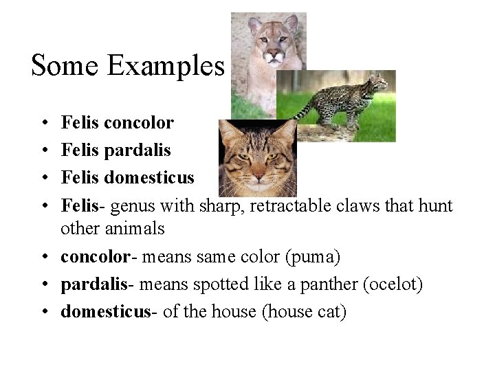 Some Examples • • Felis concolor Felis pardalis Felis domesticus Felis- genus with sharp,