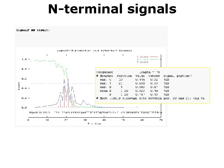 N-terminal signals 