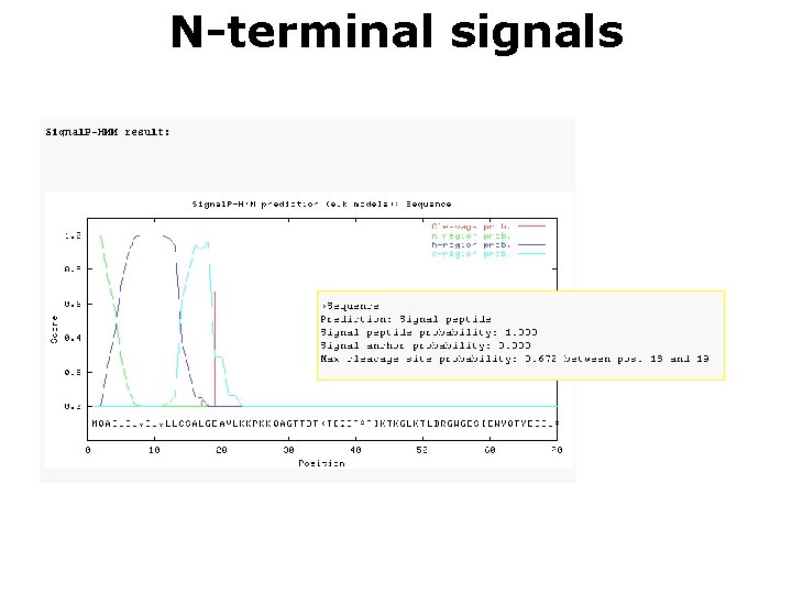N-terminal signals 