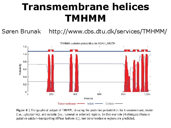 Transmembrane helices TMHMM Søren Brunak http: //www. cbs. dtu. dk/services/TMHMM/ 