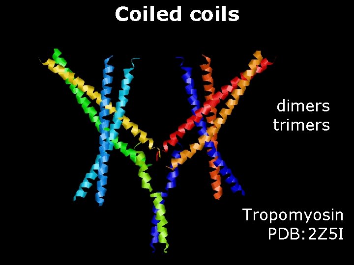 Coiled coils dimers trimers Tropomyosin PDB: 2 Z 5 I 