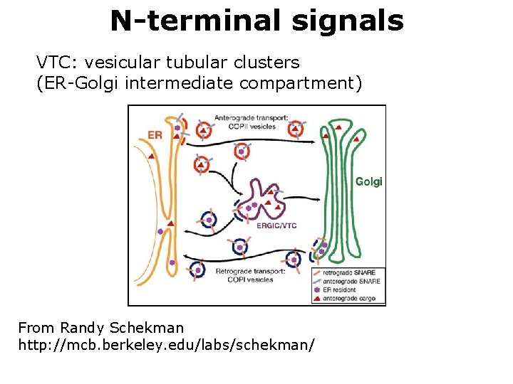 N-terminal signals VTC: vesicular tubular clusters (ER-Golgi intermediate compartment) From Randy Schekman http: //mcb.