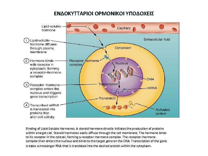 ΕΝΔΟΚΥΤΤΑΡΙΟΙ ΟΡΜΟΝΙΚΟΙ ΥΠΟΔΟΧΕΙΣ Binding of Lipid-Soluble Hormones. A steroid hormone directly initiates the production