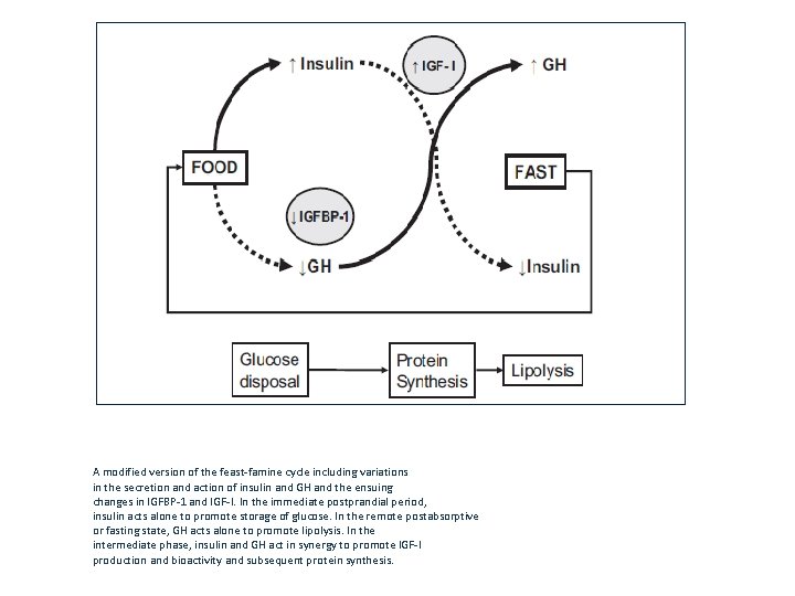 A modified version of the feast-famine cycle including variations in the secretion and action