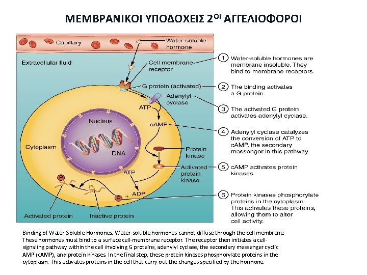 ΜΕΜΒΡΑΝΙΚΟΙ ΥΠΟΔΟΧΕΙΣ 2ΟΙ ΑΓΓΕΛΙΟΦΟΡΟΙ Binding of Water-Soluble Hormones. Water-soluble hormones cannot diffuse through the