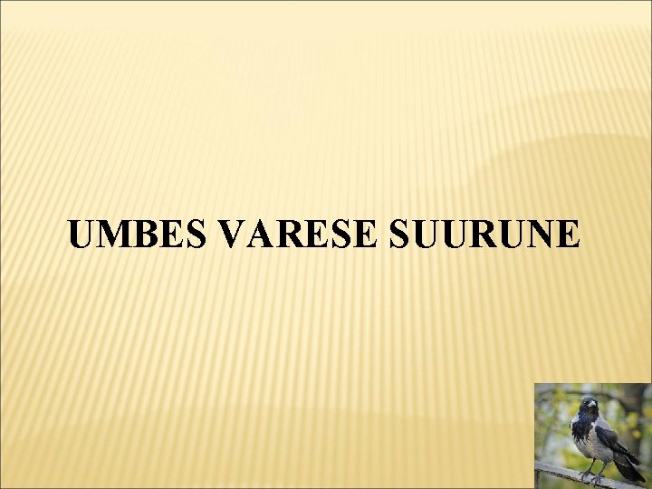 UMBES VARESE SUURUNE 