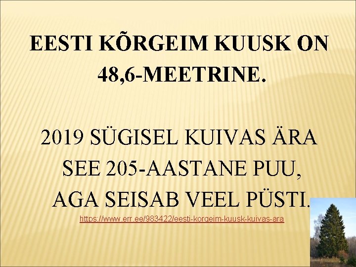 EESTI KÕRGEIM KUUSK ON 48, 6 -MEETRINE. 2019 SÜGISEL KUIVAS ÄRA SEE 205 -AASTANE