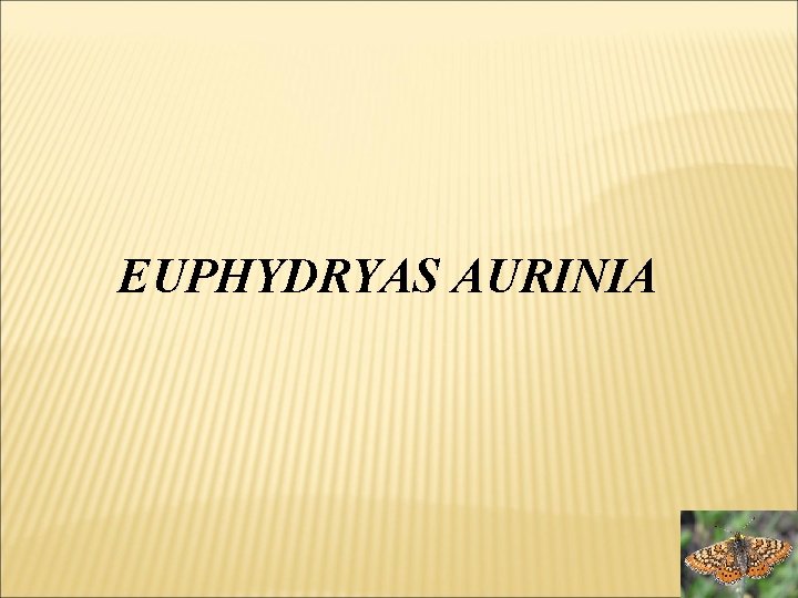 EUPHYDRYAS AURINIA 
