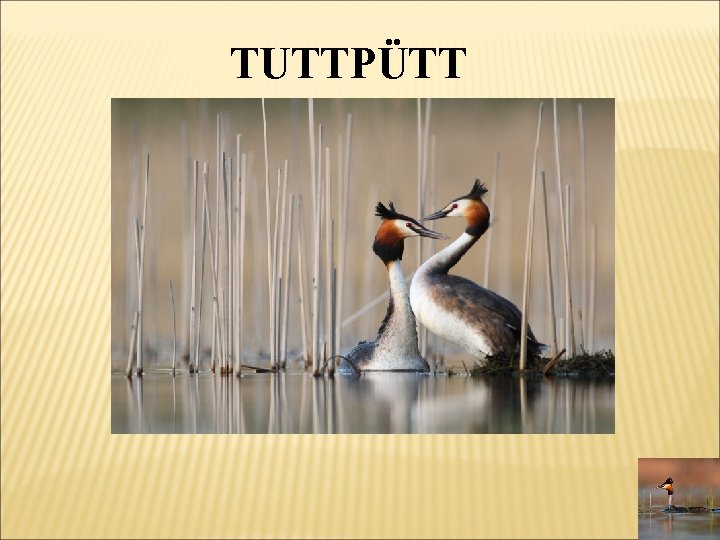 TUTTPÜTT 