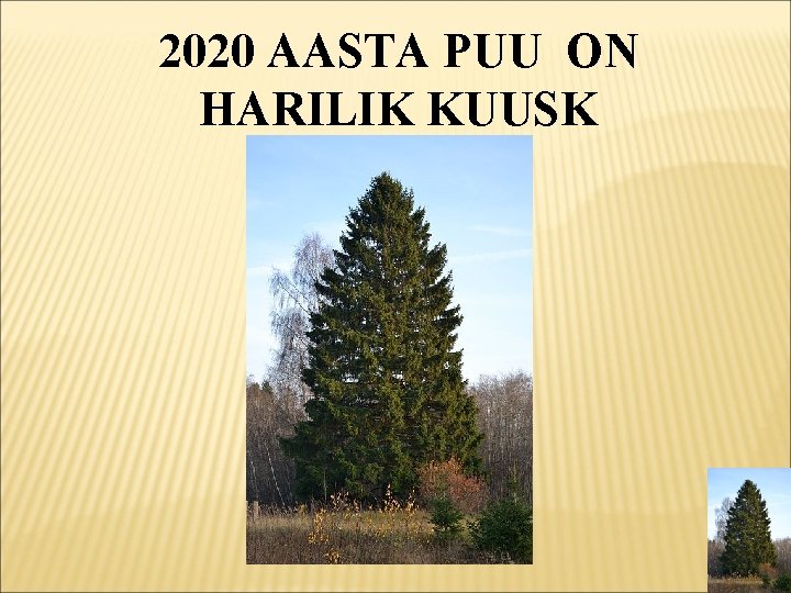 2020 AASTA PUU ON HARILIK KUUSK 