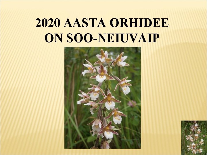 2020 AASTA ORHIDEE ON SOO-NEIUVAIP 