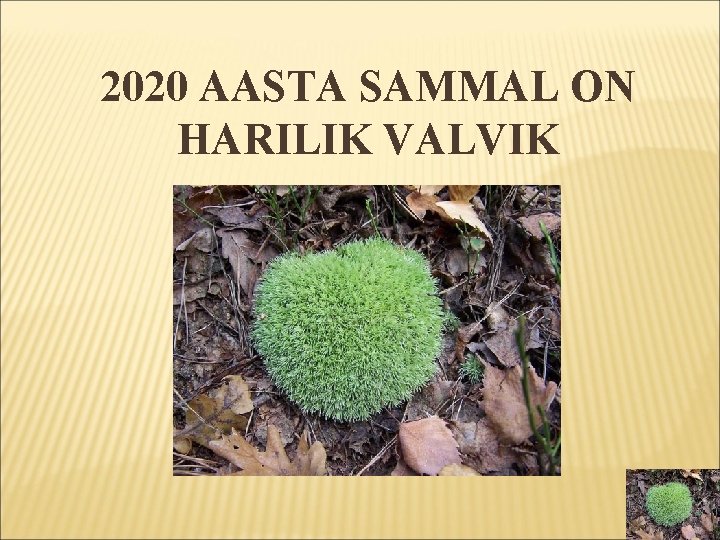 2020 AASTA SAMMAL ON HARILIK VALVIK 