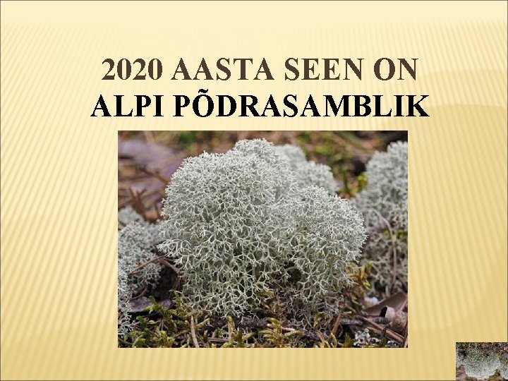 2020 AASTA SEEN ON ALPI PÕDRASAMBLIK 