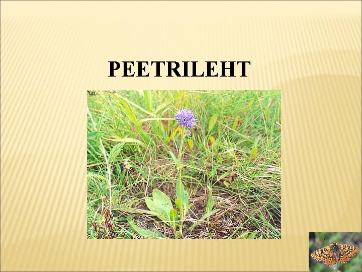 PEETRILEHT 